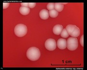 non-hemolytic colonies of salmonella